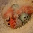 nestje rode kanaries waar het derde jong juist uit het ei komt.