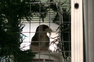 pop bezig met de nestbouw