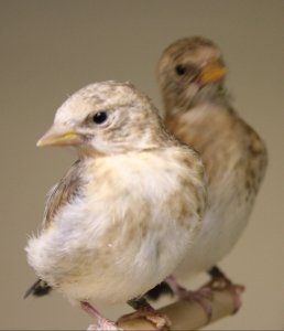 jonge distelvinken 3 weken oud