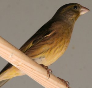 kruising mexicaanse roodmus x chinese groenvink