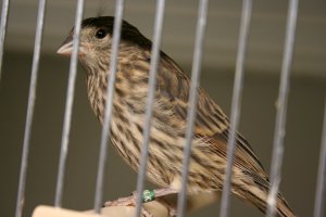 jonge mexicaanse roodmus