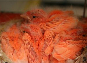  nestje rode kanaries van 11 dagen oud